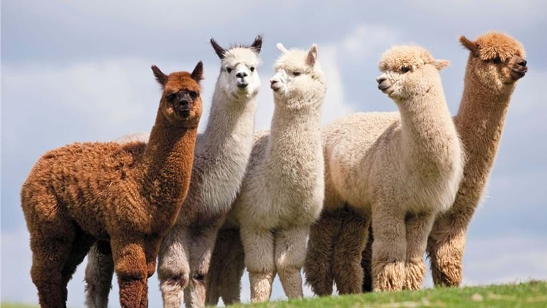 Article heading image for Alpacas Shot and Killed at Glen Aplin