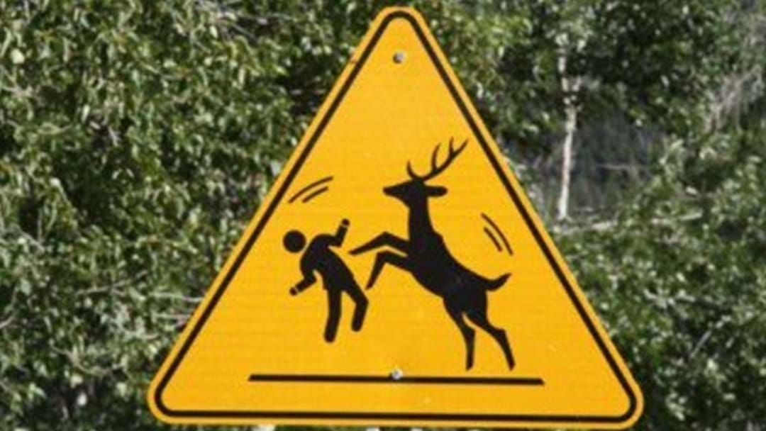 Article heading image for Man Gored By Deer In NSW National Park