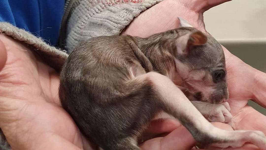 Article heading image for Townsville Taxi Driver Praised For Saving Baby Possum 