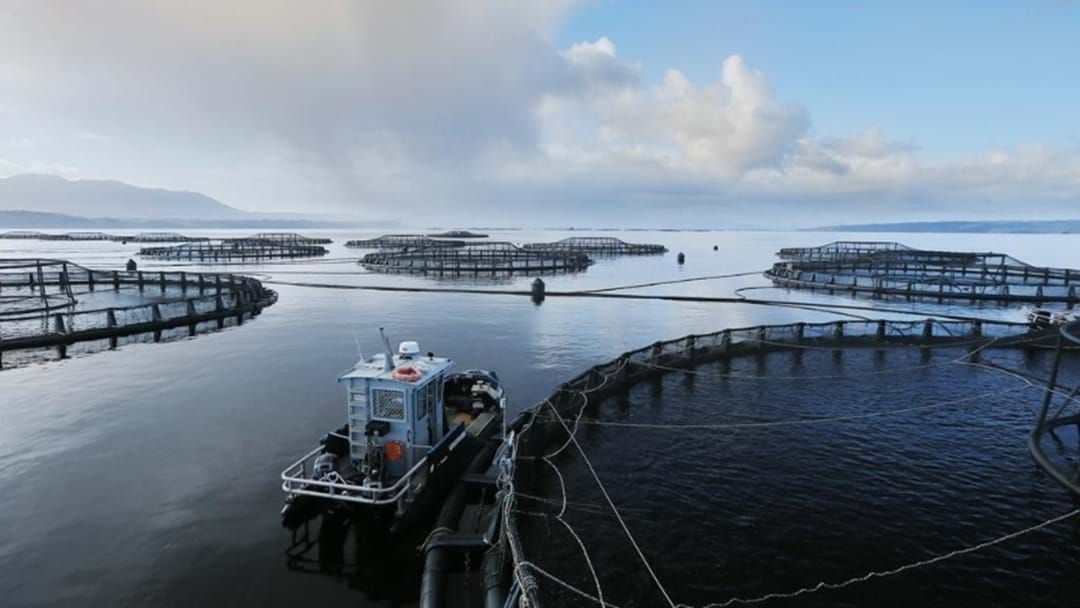 Article heading image for Tasmanian Fish Farming Goes Deeper Offshore