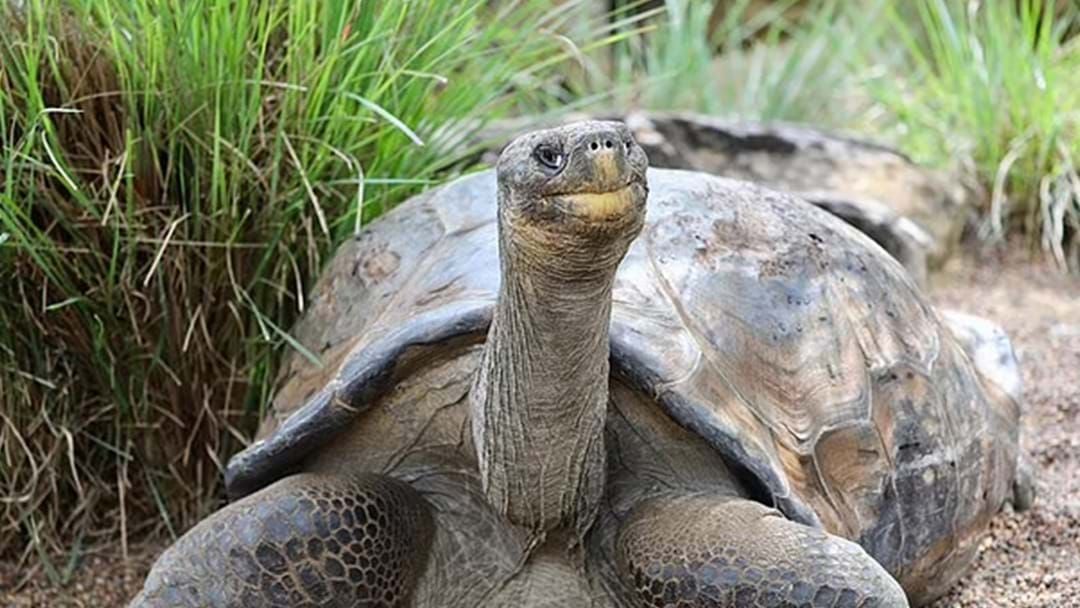 Article heading image for Hugo The Galapagos Tortoise Set To Get German Mail-Order Girlfriend