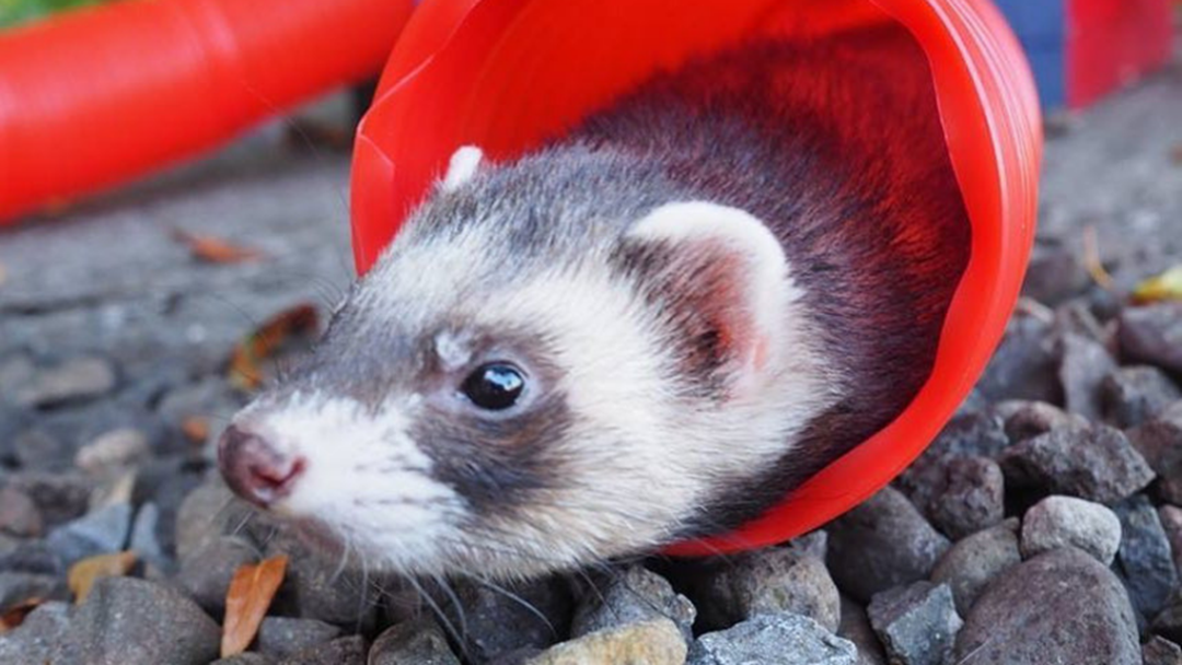 Article heading image for The Shepparton Show Is Here Next Month And It Now Has Ferret Racing!