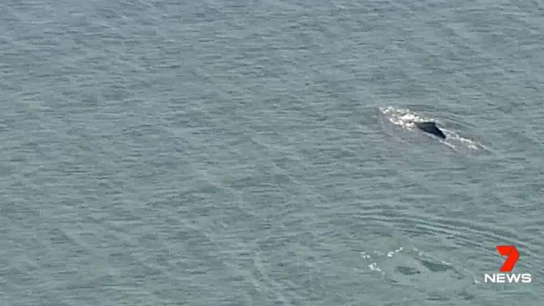 Whales Spotted In Port Phillip Bay Triple M