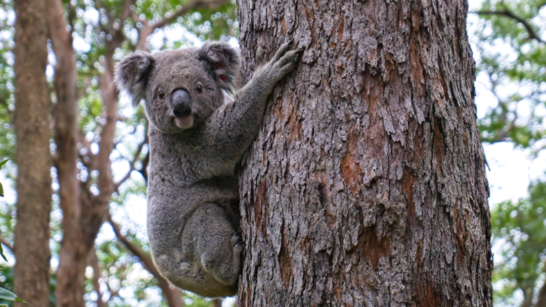 Article heading image for Conservation of Australia's Furry Favourite In Focus At NSW Koala Conference