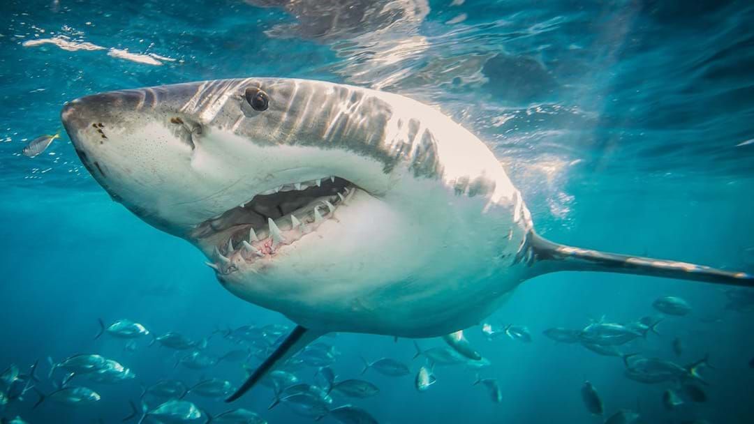 Article heading image for Central Coast Local Tells Us About A Terrifying Shark Encounter