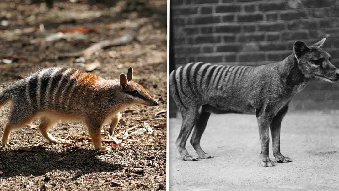 Article heading image for Breakthrough DNA Sample Could Help Revive Tassie Tigers