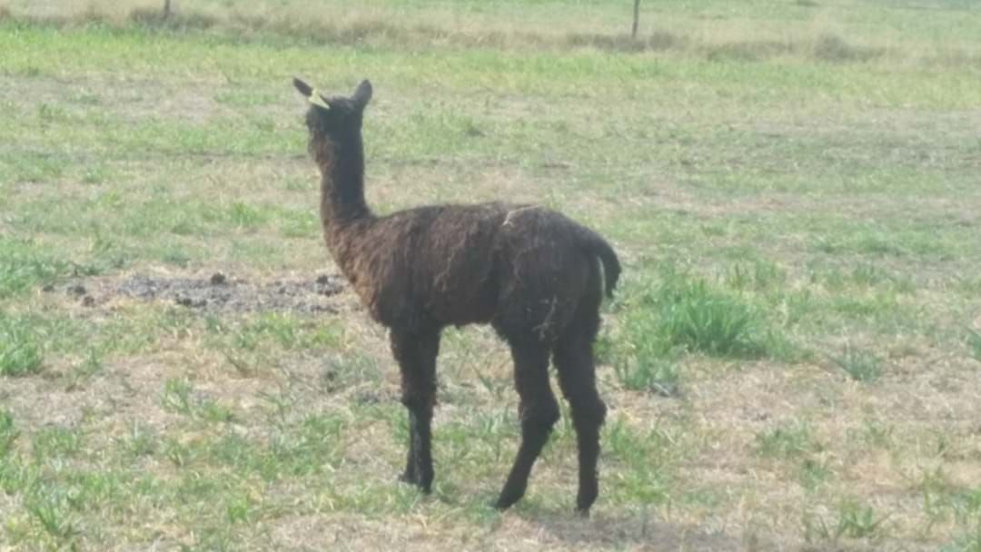 Article heading image for Baby Alpaca Stolen From Hunter Valley Farm