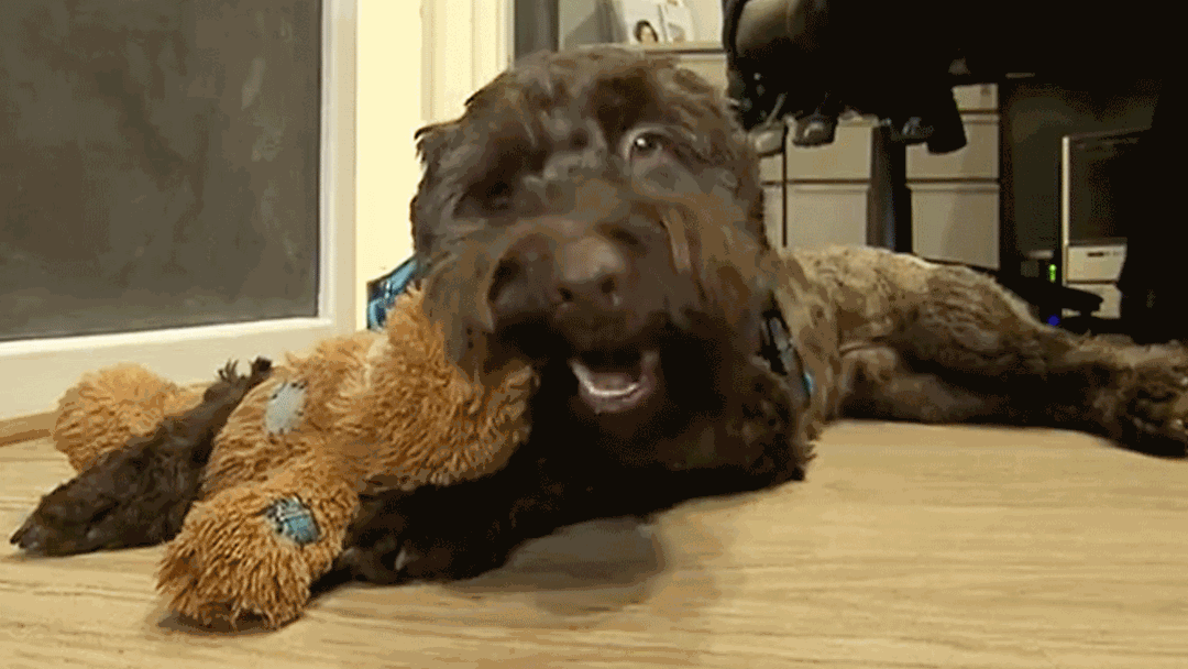 Article heading image for Adelaide Dental Clinic Introduces Adorable Dog To Help Relieve Stress 