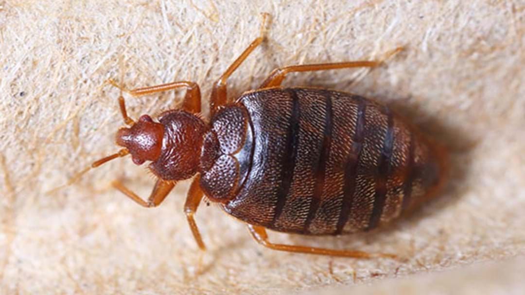 Article heading image for Bed Bugs Are Loving The Smell Of Your Dirty Laundry 
