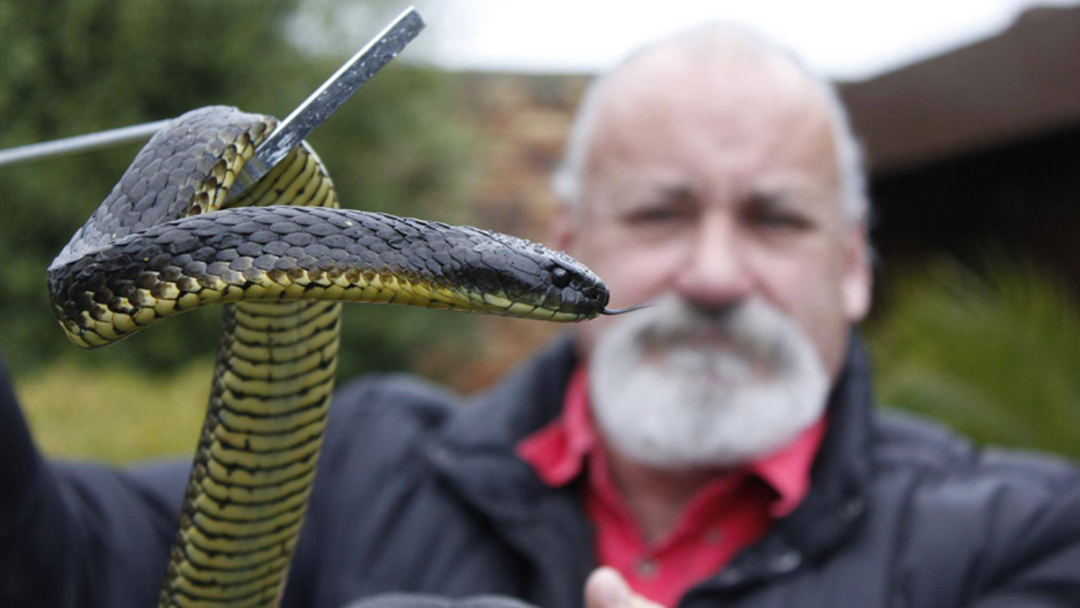 Article heading image for Look Out: Venomous Snakes On The Move Early Thanks To Tassie's Unusually Warm Winter 