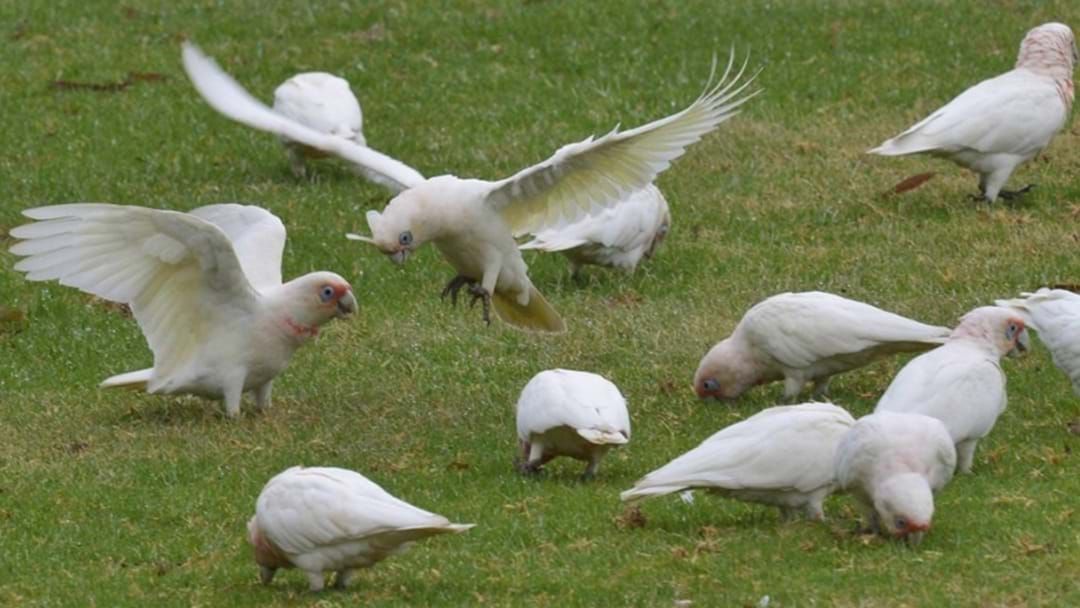 Article heading image for All You Need To Know About The Corella Issue On The Limestone Coast