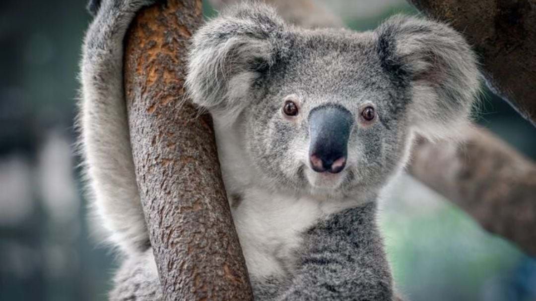 Article heading image for A GoFundMe For Injured Koalas Has More Than Tripled The Donation Target!