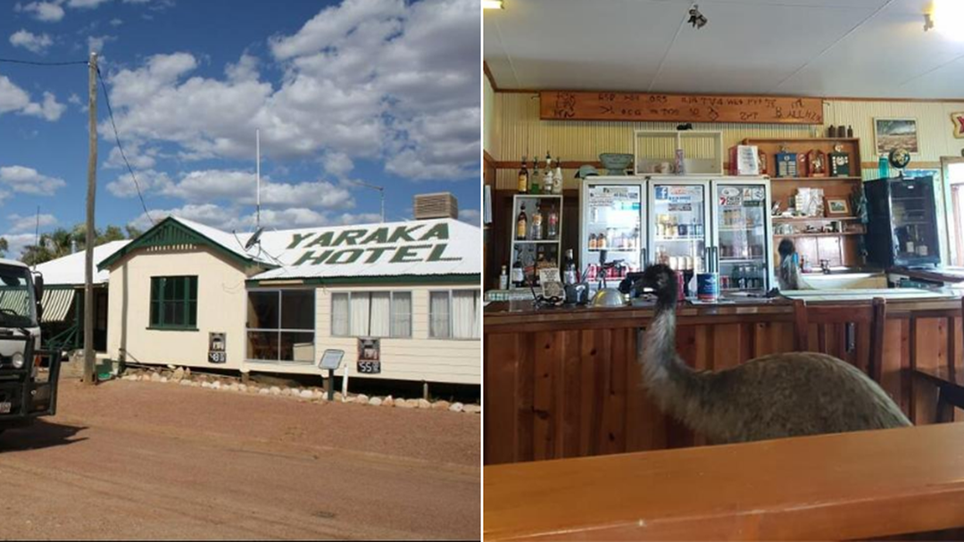 Article heading image for Emus Have Been Banned From A Pub In Outback Queensland