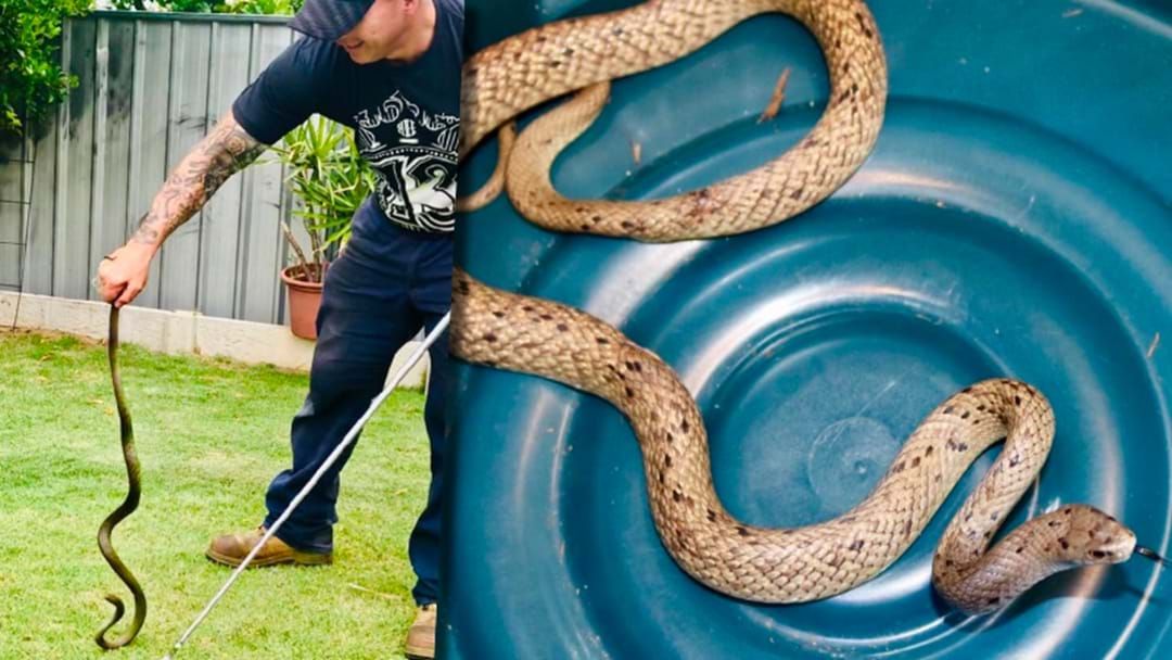 Article heading image for The Perth Snake Rescuer Who's Pretty Much Got All Of Perth Covered