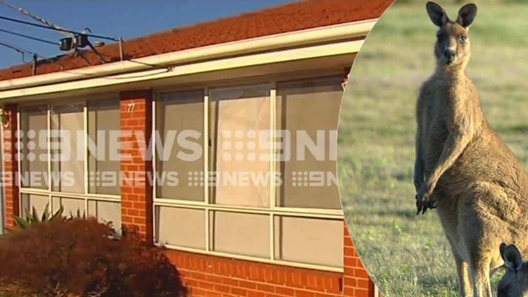 Article heading image for Aussie Family Woken Up By Kangaroo Crashing Through Their Front Window
