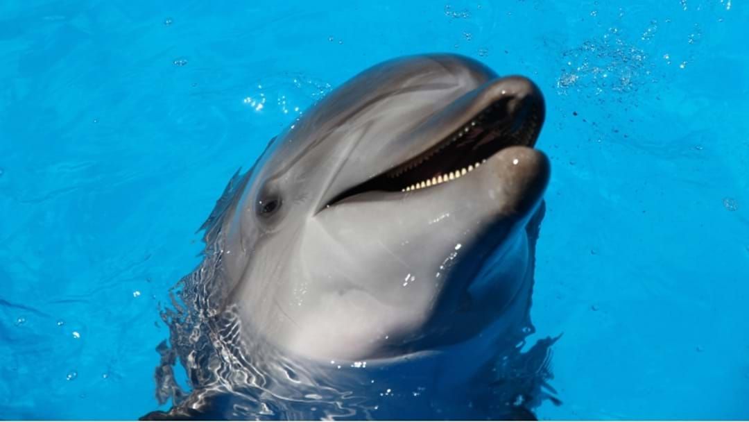 Article heading image for This Is Where You Can See Baby Dolphins In WA!