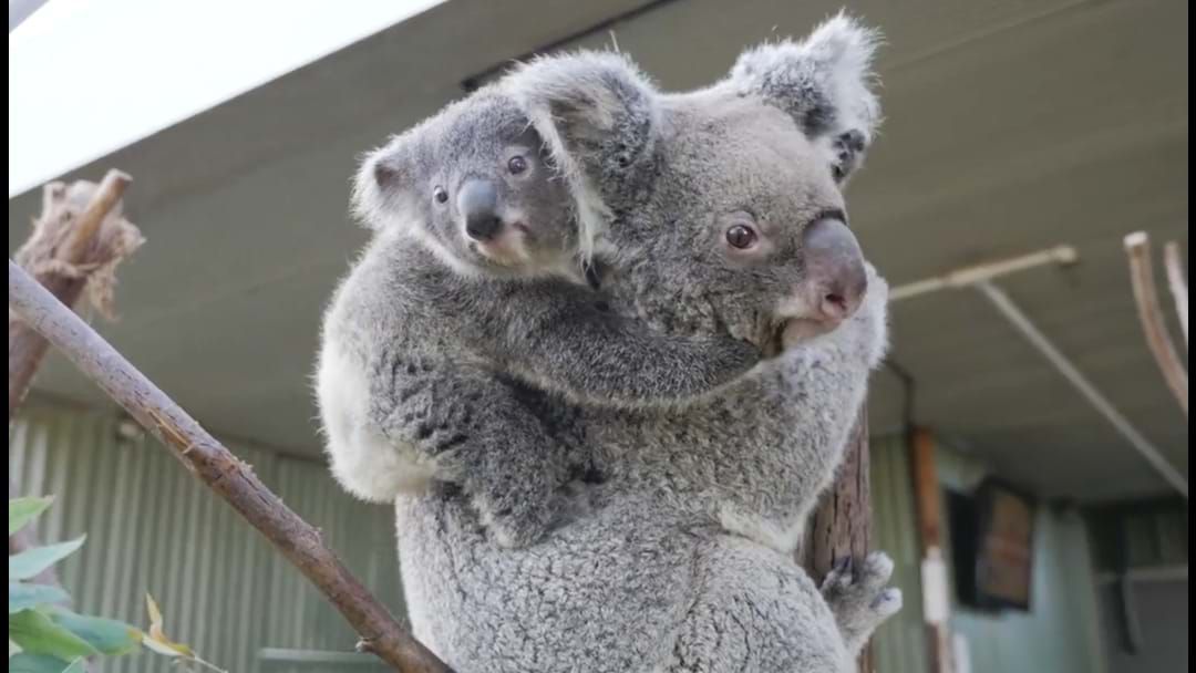 Article heading image for Wild Life Sydney Zoo Has Welcomed A Brand New Baby Koala