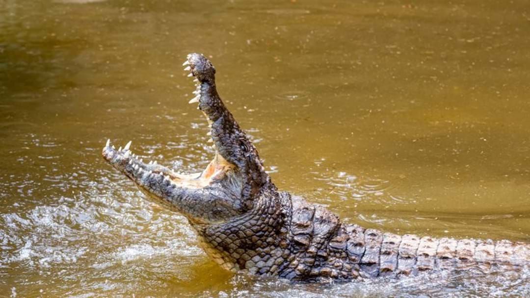 Article heading image for Man Survives Savage Crocodile Attack In Far North Queensland