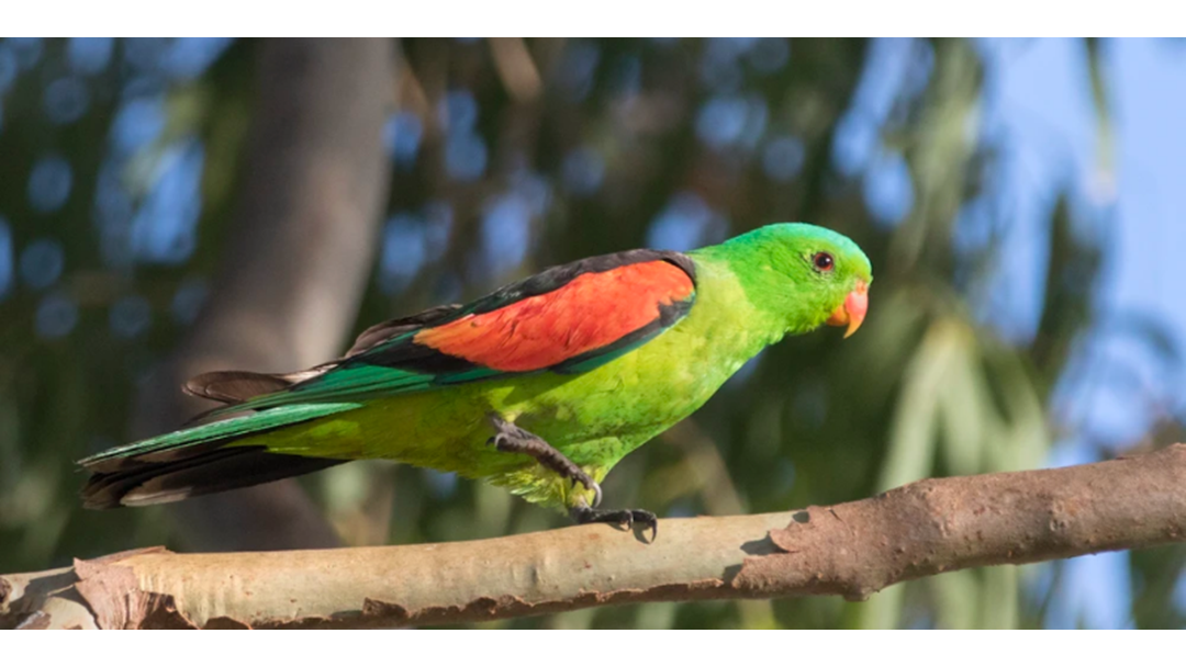 Article heading image for Drunk Parrots Cause Chaos Flying Under The Influence
