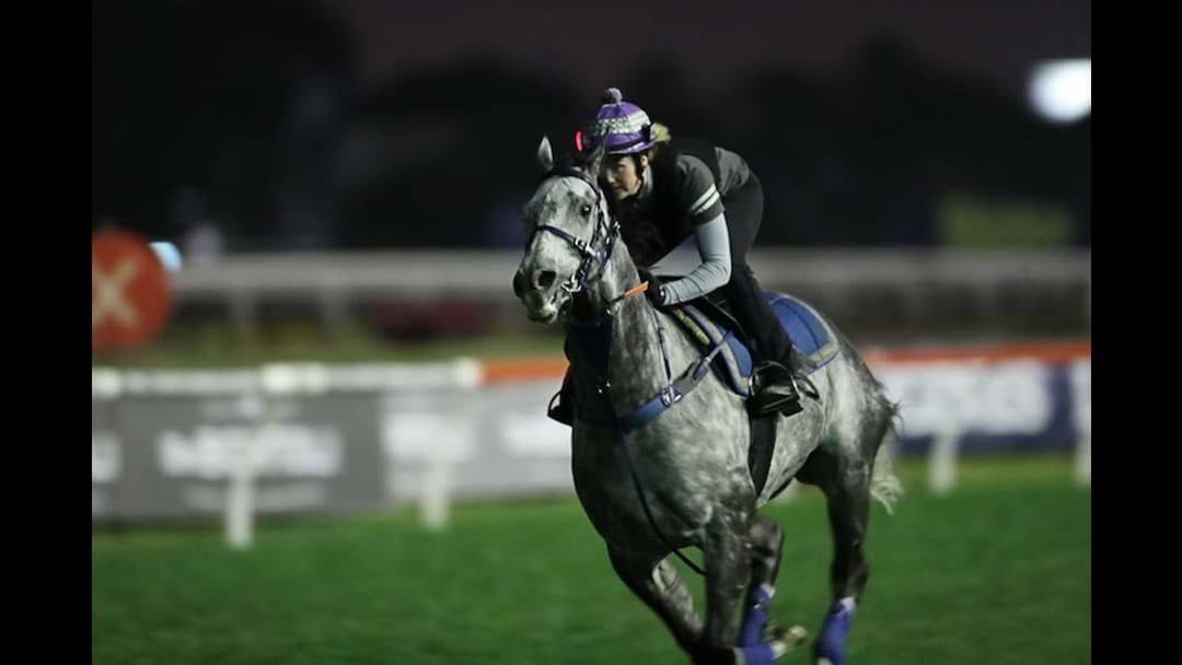 Article heading image for Wayne Hawkes Reckons Chautauqua Is ‘The Dustin Martin Of Horses’