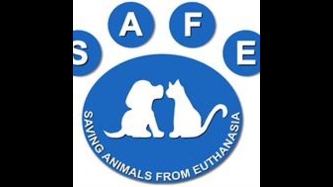 Article heading image for SAFE Albany 