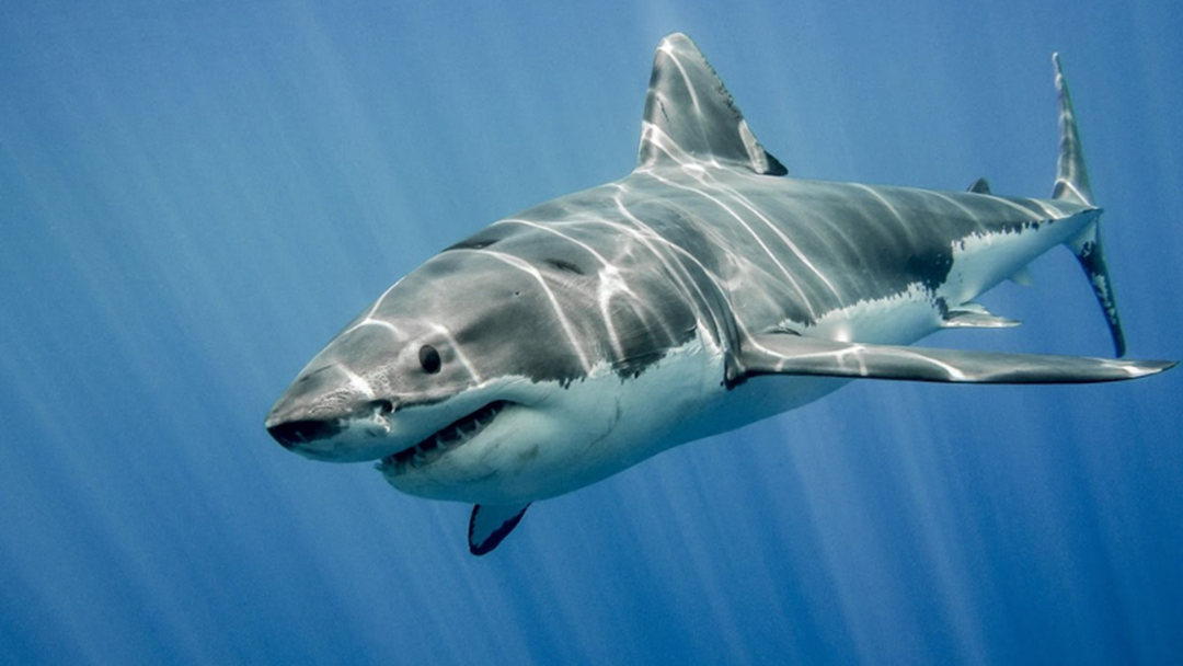 Article heading image for Non-Lethal Shark Drum Lines Will Be Set In Gracetown