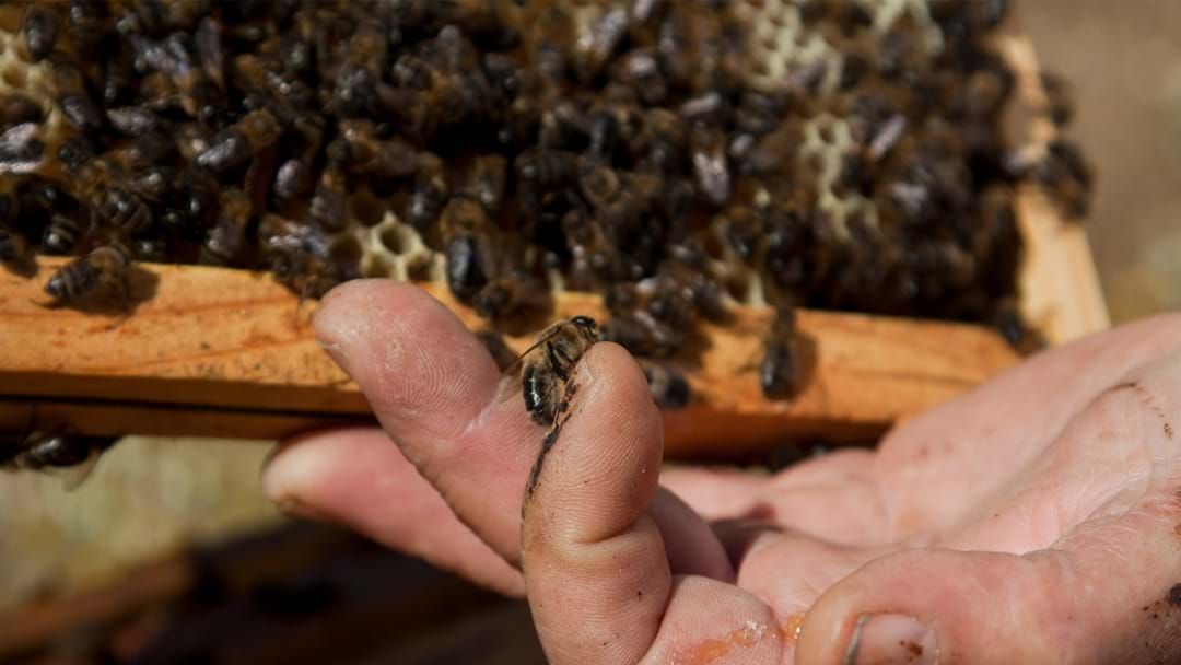 Article heading image for Bee Lockdown Issued In NSW After Deadly Parasite Discovered