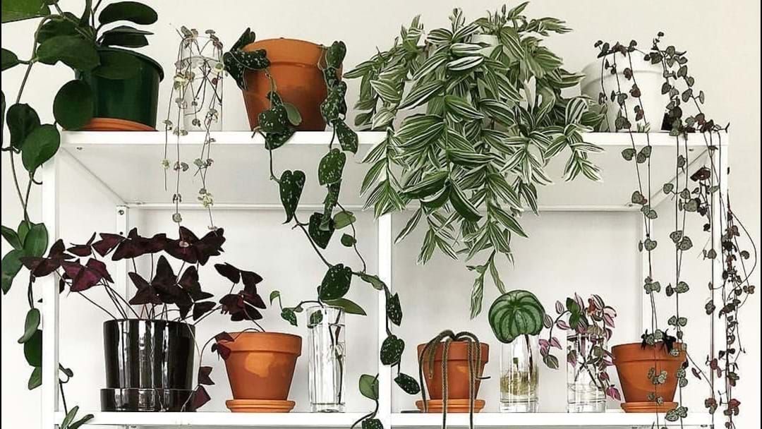 Article heading image for PSA: A Monthly Plant Subscription Service Now Exists
