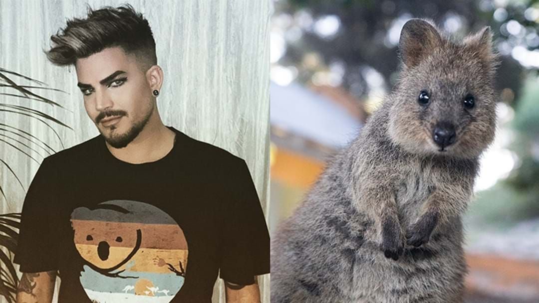 Article heading image for Adam Lambert Had An Encounter With A Quokka & We Can't Stop Laughing