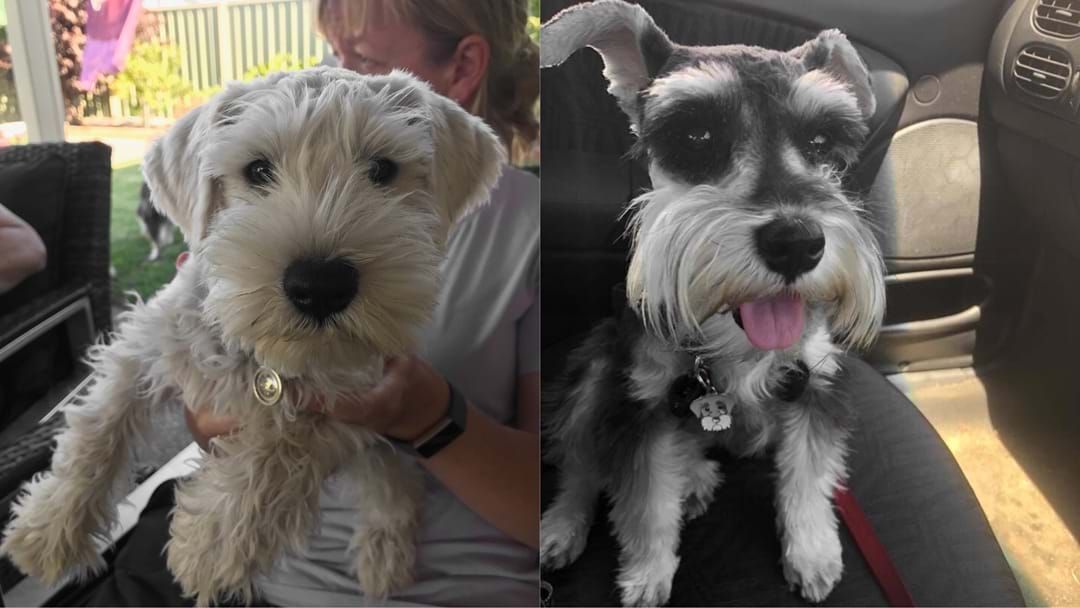 Article heading image for Two Mini Schnauzers Stolen From Family Home In Eaton 