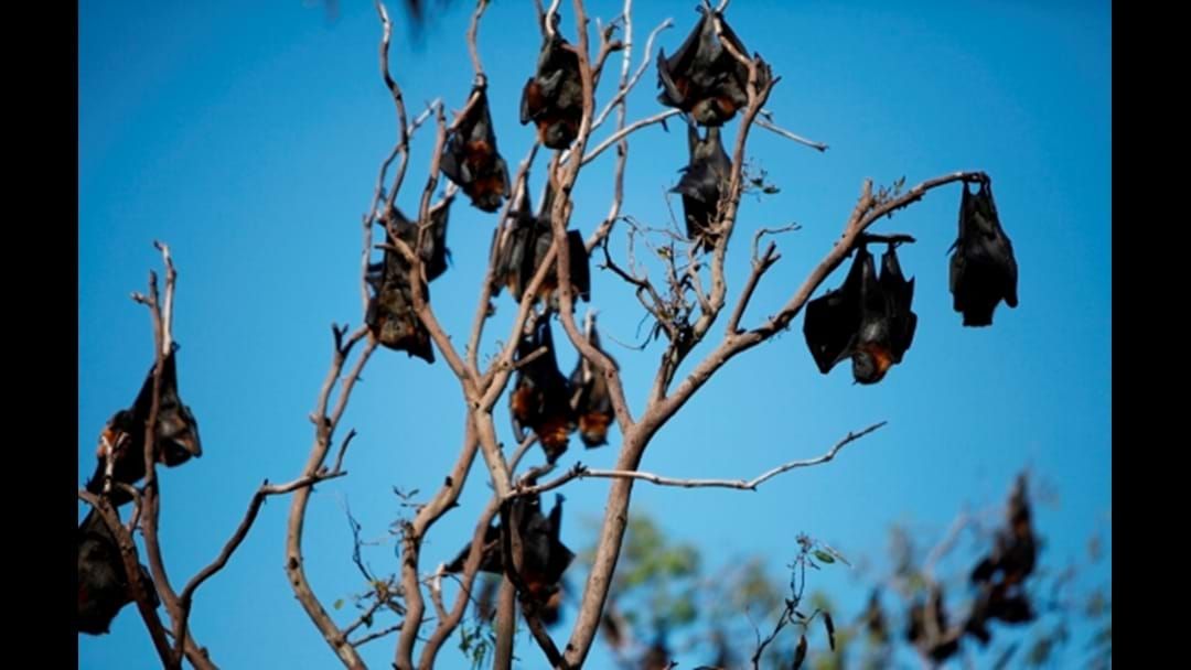 Article heading image for Flying Foxes in Gatton Still Hanging Around
