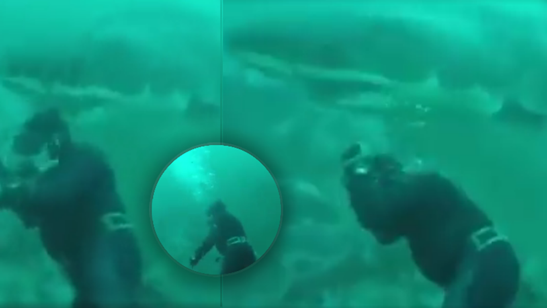 Article heading image for WATCH: Diver's Heart-Stopping Encounter With A Great White Shark