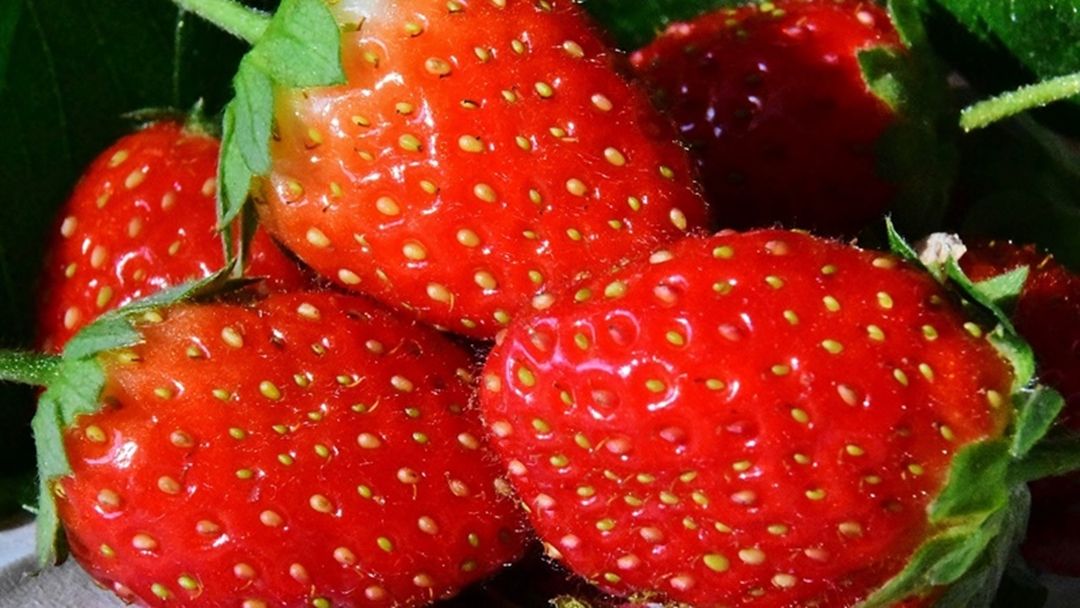 Article heading image for Contaminated Strawberries: Suspected Copycat