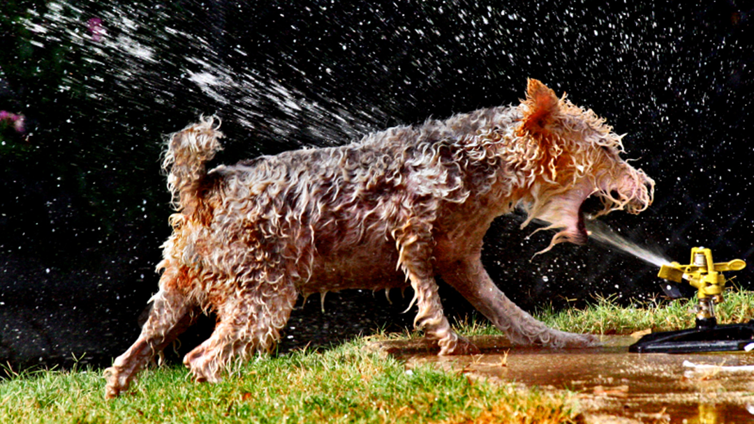 Article heading image for How To Keep Our Pets & Wildlife Safe While Temps Soar In The Capital